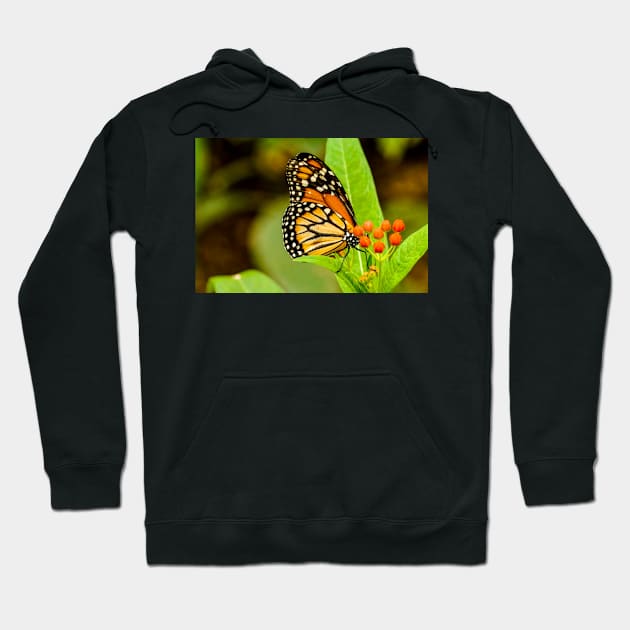 abs butterfly Hoodie by pcfyi